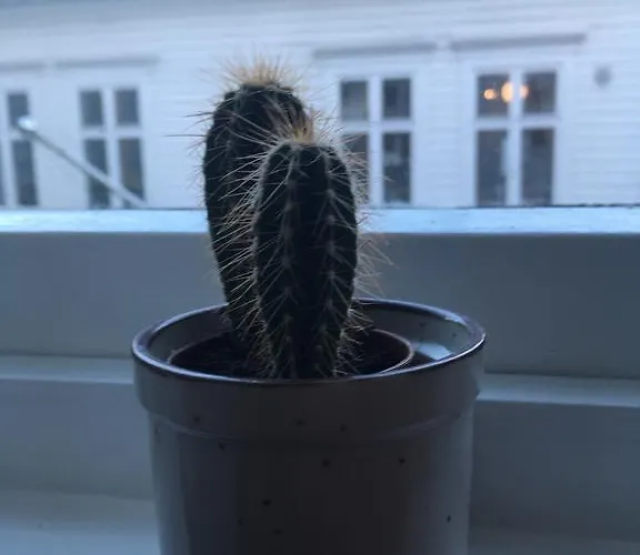 Διαμέρισμα Ym40